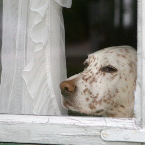 Pet Holiday Advice From Our Vets in Claygate