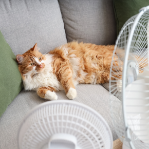 Keeping Your Indoor Cat Cool This Summer In Surrey