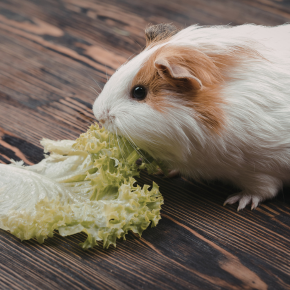Teddington Vets on Spotting Heat Stress in Guinea Pigs