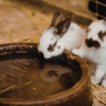 Keeping Your Rabbit Cool This Summer With Claygate Vets