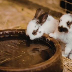 Keeping Your Rabbit Cool This Summer With Claygate Vets