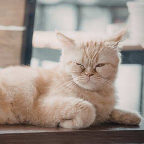 Heatstroke in Pets: Signs, Symptoms and What to Do