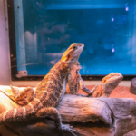 Summer UV and Humidity Advice for Birds and Reptiles in Surrey