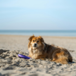 Can Cats, Dogs and Rabbits Get Sunburned? Molesey Vets Explains