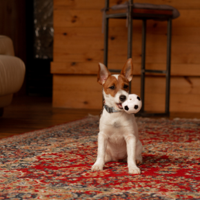 Dog-Friendly Holidays UK: How to Find the Right Accommodation