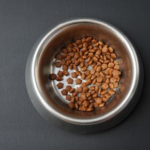 Why Do Some Pets Eat Less in Summer?