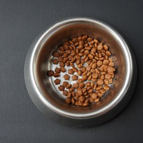 Why Do Some Pets Eat Less in Summer?