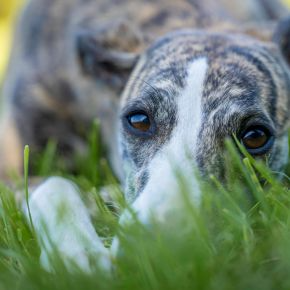 Does Your Dog Have a Grass Seed Injury?