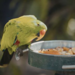 Exotic Pet Feeding Advice for Surrey Owners