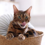 Bored Cats? Easy Summer Enrichment from Molesey Vets