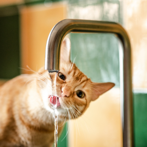 Do Pets Need More Water During Summer?