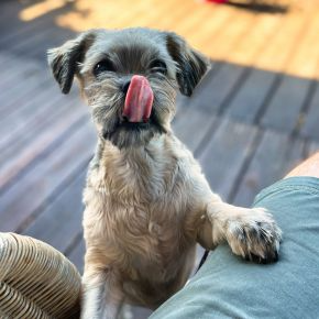 BBQ Season and Pet Safety Tips from Vets in Teddington