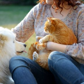 Summer Pet Care Answers from our Vet Darren Partridge