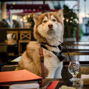 Dining Out with Your Dog in Surrey