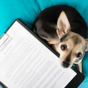 Molesey Vets on What to Consider Before Switching Pet Insurance