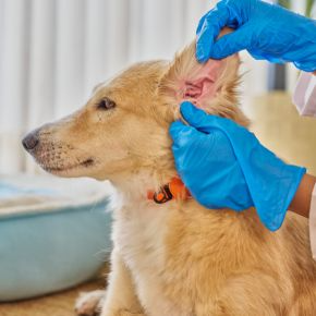 Darren Partridge on Ear Infections in Dogs