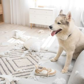 Don’t Ignore These Pet Behaviour Changes