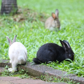 Free-Roaming Rabbits and Guinea Pigs in Surrey