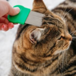 Simple Steps to Stay on Top of Flea Protection