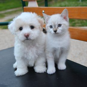 Do Kittens and Puppies Need Different Care?