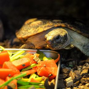 Exotic Pet Holiday Care: Advice from Our Vet Darren Partridge