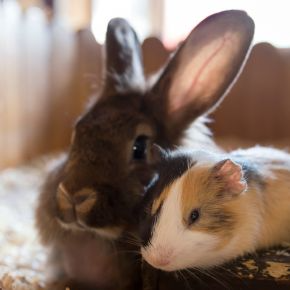 Autumn Prep: Checks for Rabbit and Guinea Pig Housing in Surrey