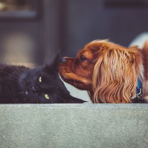 Darren Partridge on Spotting Subtle Signs of Pain in Pets