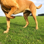 Darren Partridge on Managing Chronic Pain in Pets