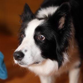 Our Vets Share Tips on Noise Phobia in Greater London Pets