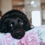 Claygate Vets’ Darren Partridge Explains Separation Anxiety in Pets
