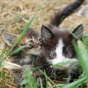 More Stray Cats on The Streets – Why Neutering Is Important