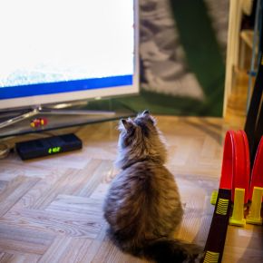 5 Healthy Distractions to Help Pets Cope with Loud Noises