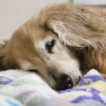 Darren’s Guide to Arthritis vs Normal Ageing in Pets