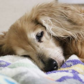 Darren’s Guide to Arthritis vs Normal Ageing in Pets