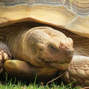 Hibernation or Not? What Exotic Pet Owners in Surrey Need to Know