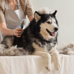 Claygate Vets Explains Seasonal Shedding in Autumn