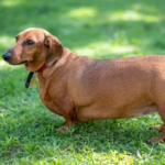 The Culinary Culprits of Obesity in Dogs, Cats and Rabbits
