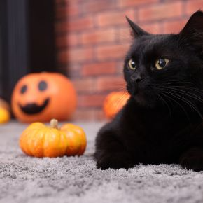 Spooky Season Safety Guide for Pets From Molesey Vets