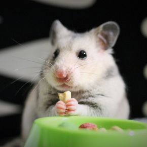 East Molesey Vets Share Autumn Adjustments for Small Pets