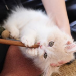 Tips for Managing a Misbehaving Cat from Claygate Vets