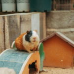 Rabbit and Guinea Pig Autumn Adjustments from Alpha Vets