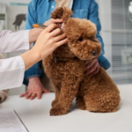 Pet Check-ups Before Winter in Teddington