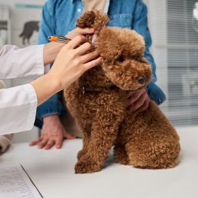 Pet Check-ups Before Winter in Teddington