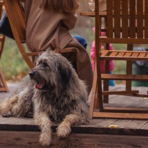 Rebuilding Dog Training Habits for Autumn Adventures in Greater London