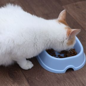 A Healthy Weight Guide for Pets in Surrey